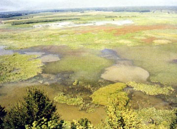 Efteni Gürcüleri - Düzce